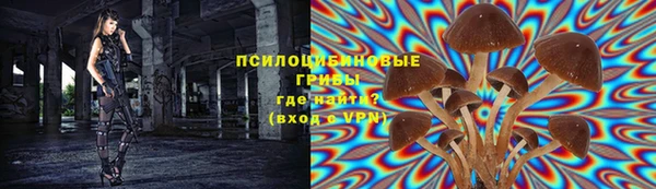 прущие грибы Лабытнанги
