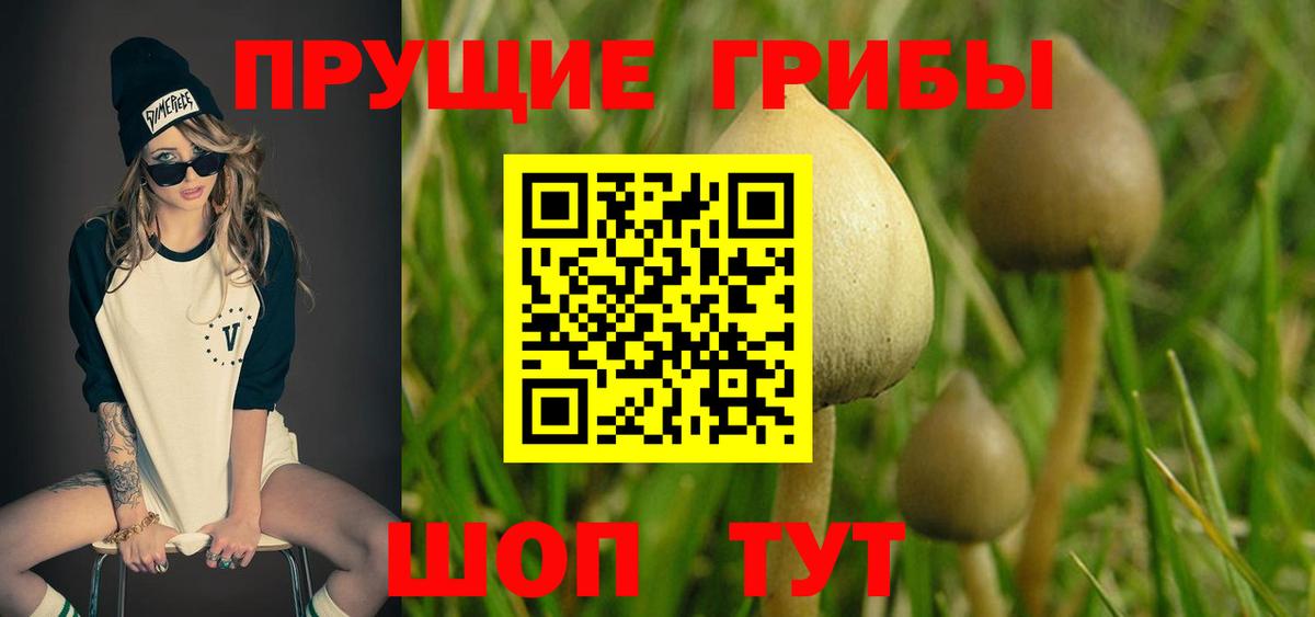Псилоцибиновые грибы мицелий Саратов